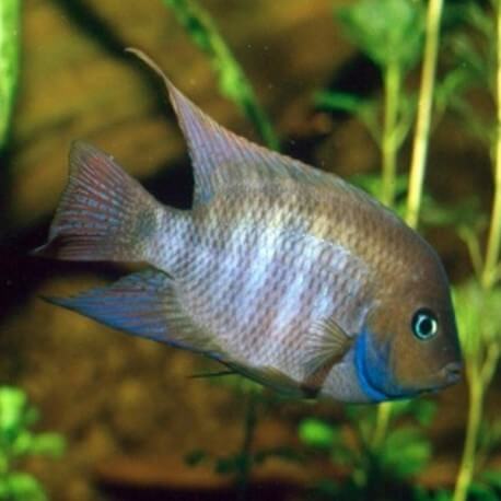 Lamprologus kiritvaithai 4 - 5 cm