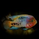 Cichlasoma synspilus 5 - 6 cm