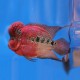 Cichlasoma sp. big head flowerhorn 15 - 18 cm