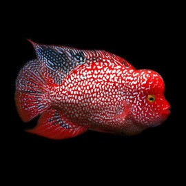 Cichlasoma sp. flowerhorn red Texas 3,5-4cm