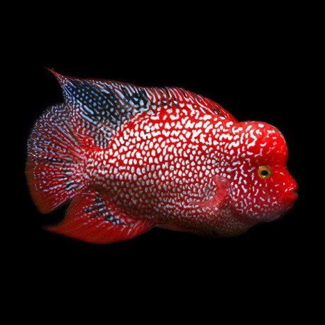 Cichlasoma sp. flowerhorn red Texas 12-13cm