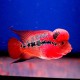 Cichlasoma sp. flowerhorn red kamfa 20cm