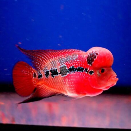 Cichlasoma sp. flowerhorn red kamfa 3,5-4cm