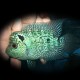 Cichlasoma sp. king kamfa green flowerhorn 17-18cm