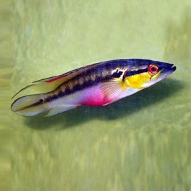 Crenicichla lepidota 5 - 6 cm