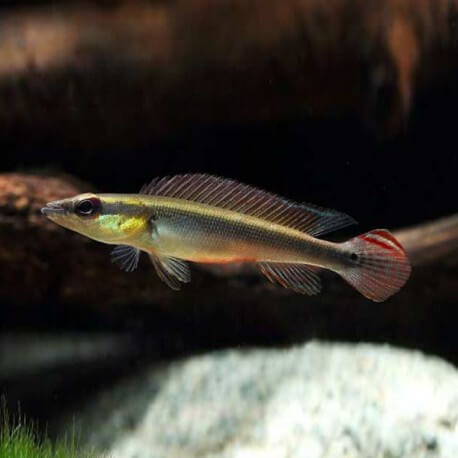 Crenicichla notophtalmus +7cm