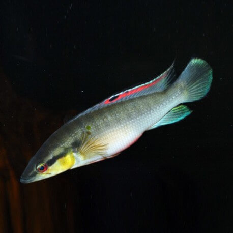 Crenicichla proteus 6 - 7 cm