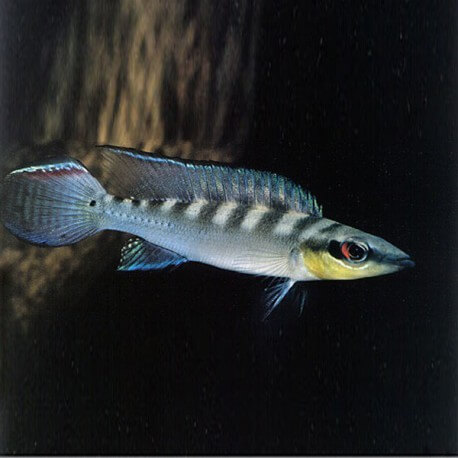 Crenicichla regani 6-8 cm