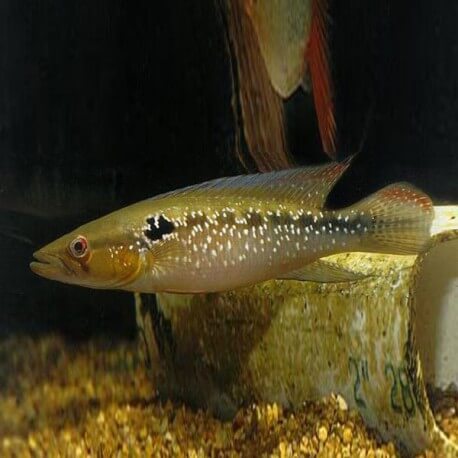 Crenicichla saxatilis 5-6cm