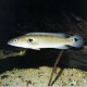 Crenicichla strigata 8-10cm