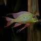 Geophagus altifrons trombetas 4 - 5 cm