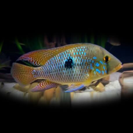 Geophagus brasiliensis 5 - 7 cm