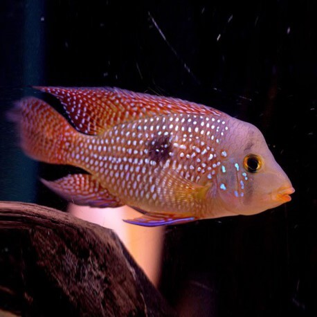 Geophagus brasiliensis sp. red 4 - 5 cm