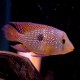 Geophagus brasiliensis sp. red > 8 cm