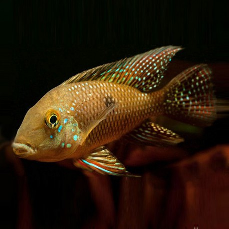 Geophagus iporangensis 5-6cm