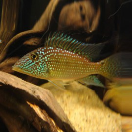 Geophagus jurupari 4 - 5 cm