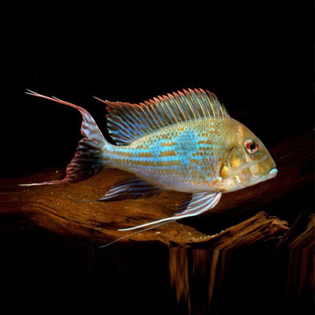 Geophagus megasema 4-5cm