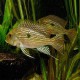 Geophagus sp. pindare 4 - 5 cm