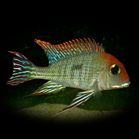 Geophagus sp. red head Tapajos 4 - 5 cm