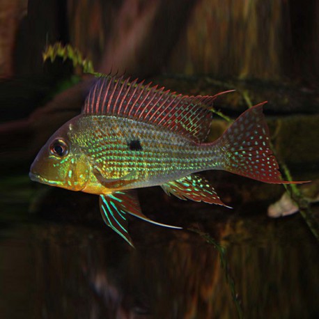 Geophagus surinamensis 4 - 5 cm