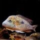 Gymnogeophagus australis 4-5cm