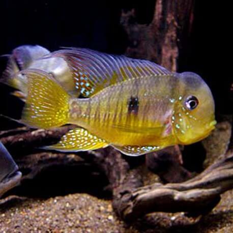 Gymnogeophagus balzanii 4 - 5 cm