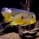 Gymnogeophagus balzanii 7 - 9 cm