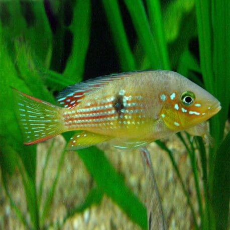 Gymnogeophagus meridionalis 4-5cm