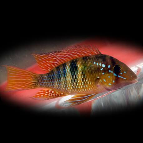 Gymnogeophagus rhabdotus 4 - 5 cm