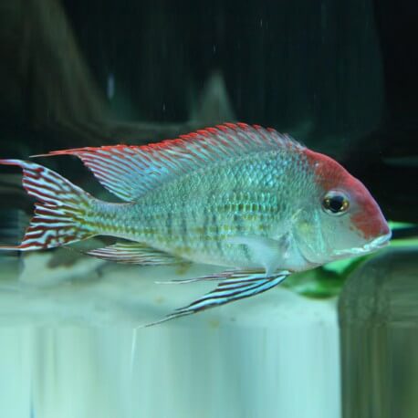 Gymnogeophagus spec. red fin 4-5cm