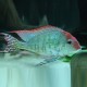 Gymnogeophagus spec. red fin 5-7cm