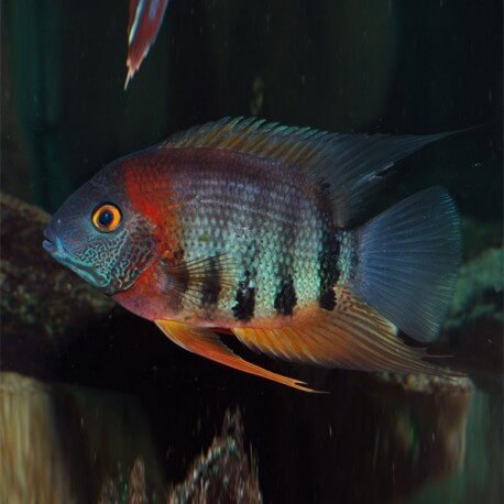 Heros severum 4 - 5 cm