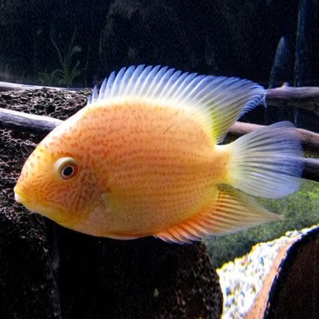 Heros severum gold 4 - 5 cm