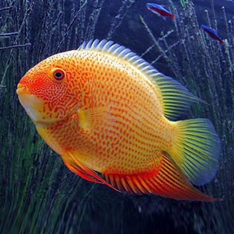 Heros severum red spot 3 - 4 cm