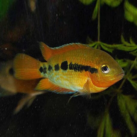 Herotilapia multispinosa 4 - 5 cm