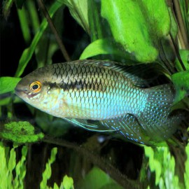 Laetacara/Aequidens/ curviceps 3 - 4 cm