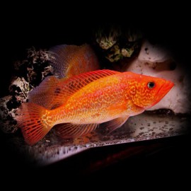 Petenia splendida red 6-8cm