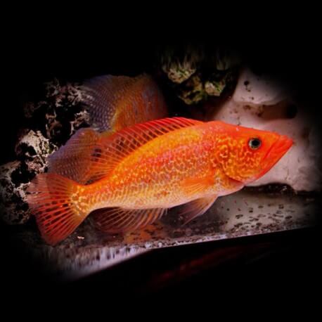 Petenia splendida red 6-8cm