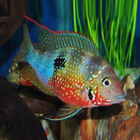 Thorichthys ellioti 4 - 5 cm