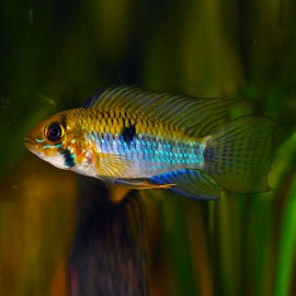 Apistogramma steindachneri 3-4cm