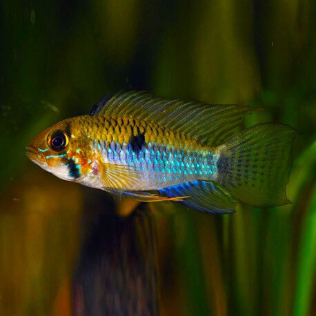 Apistogramma steindachneri XL