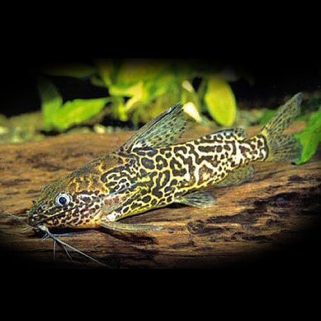 Synodontis aterrimus 4 - 5 cm