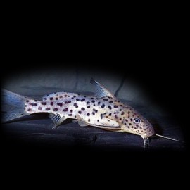 Synodontis courteti 4-5cm