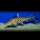 Synodontis multipunctatus sp. 2,5 - 3 cm