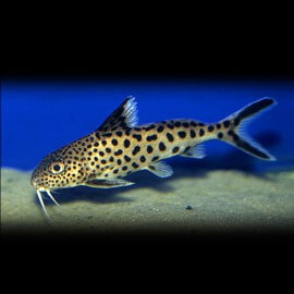 Synodontis multipunctatus sp. 2,5 - 3 cm