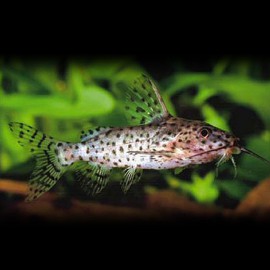 Synodontis nigrita 5-6cm