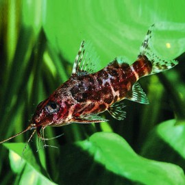 Synodontis nigriventris 3-4cm