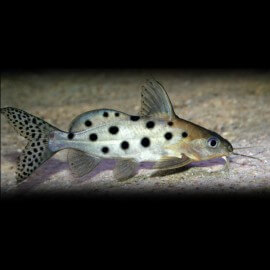 Synodontis ocellifer 4,5 - 5 cm