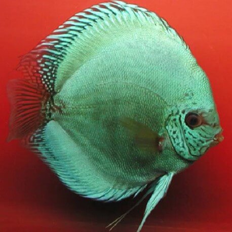 Discus origine Stendker « flächen Türkis » 5cm