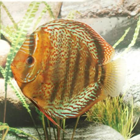 Discus origine Stendker « Tefé » 8cm